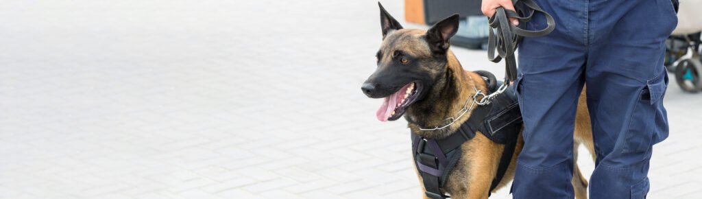 malinois belgian shepherd guard the border. the border troops demonstrate the dog's ability to detect violations.